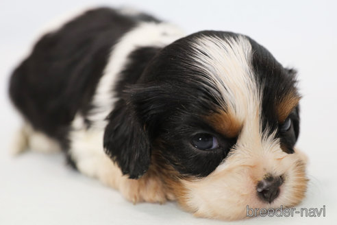 成約済の神奈川県のキャバリアキングチャールズスパニエル-315954の6枚目